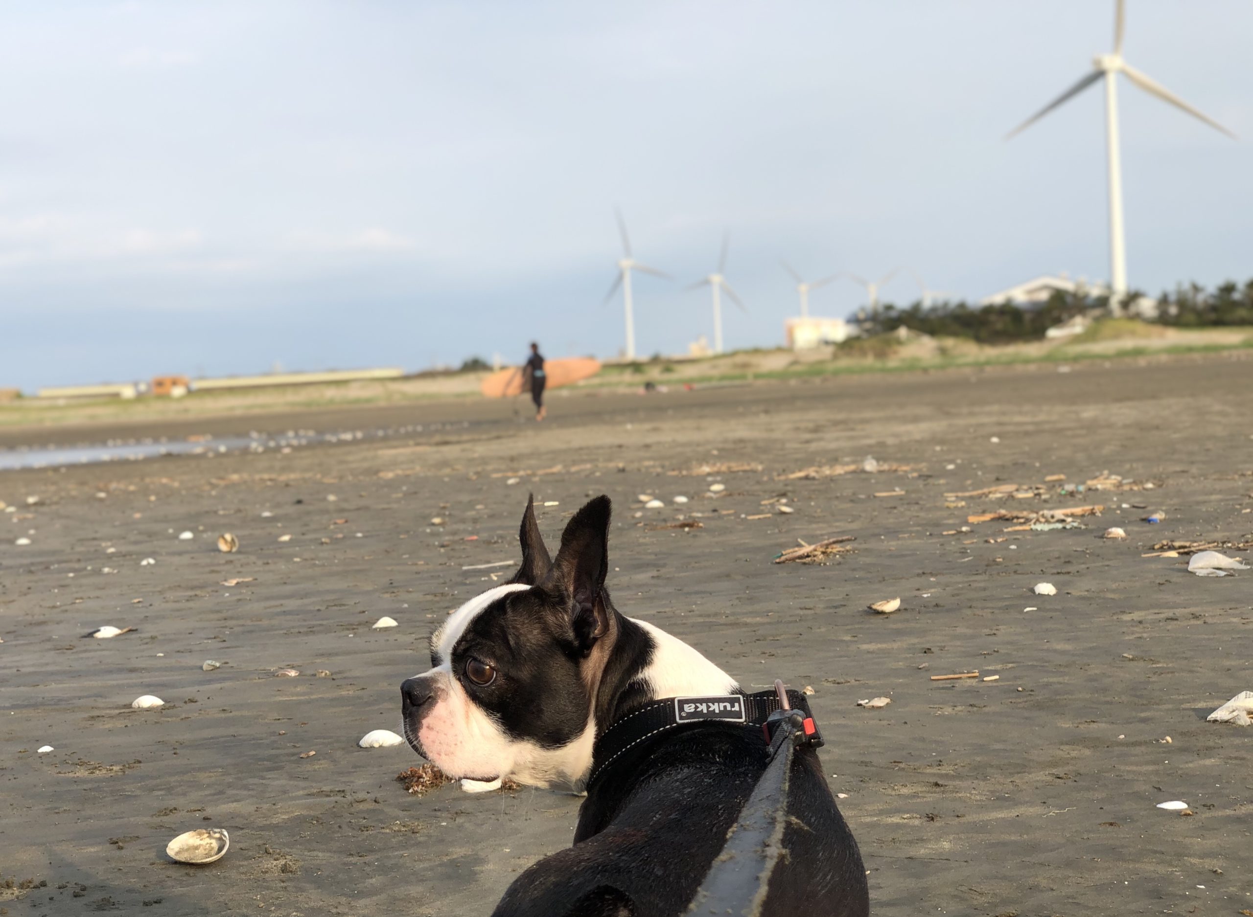 平井海水浴場の巨大風車
