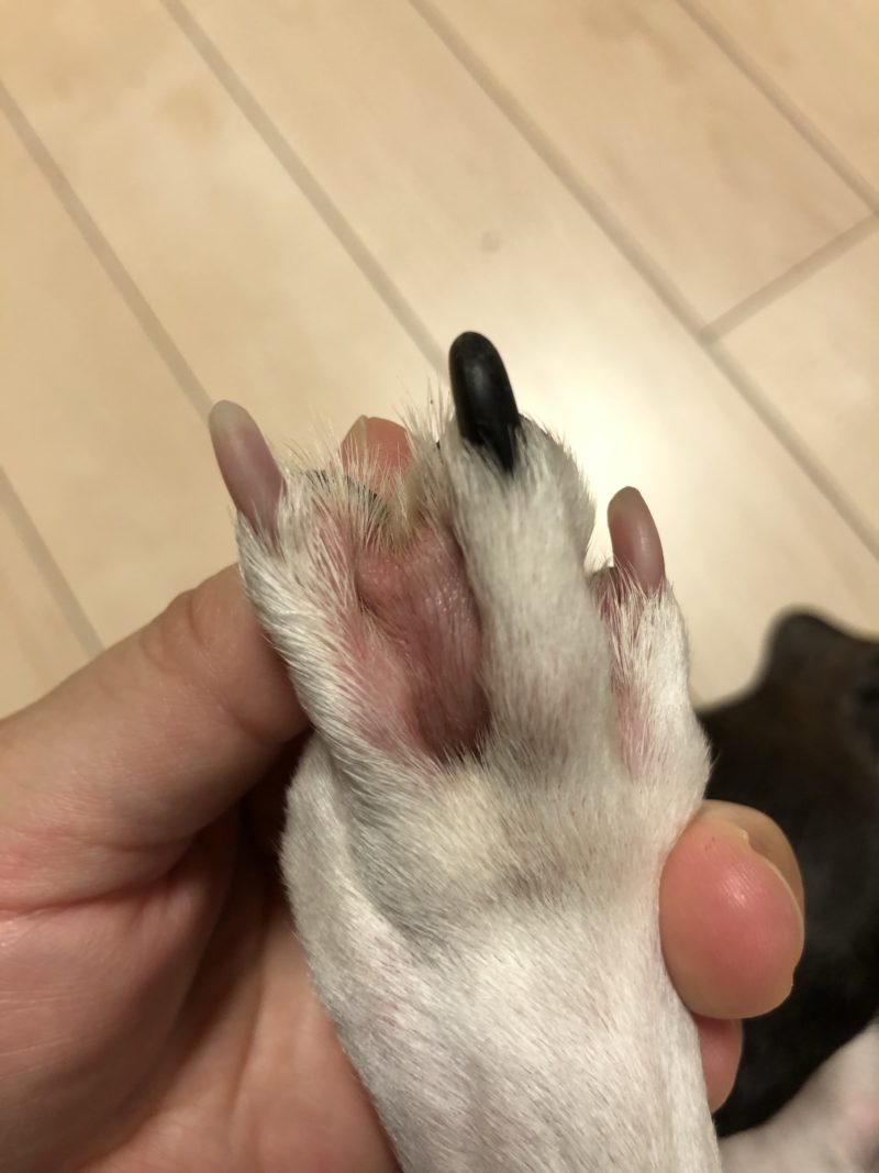 犬の足の火傷