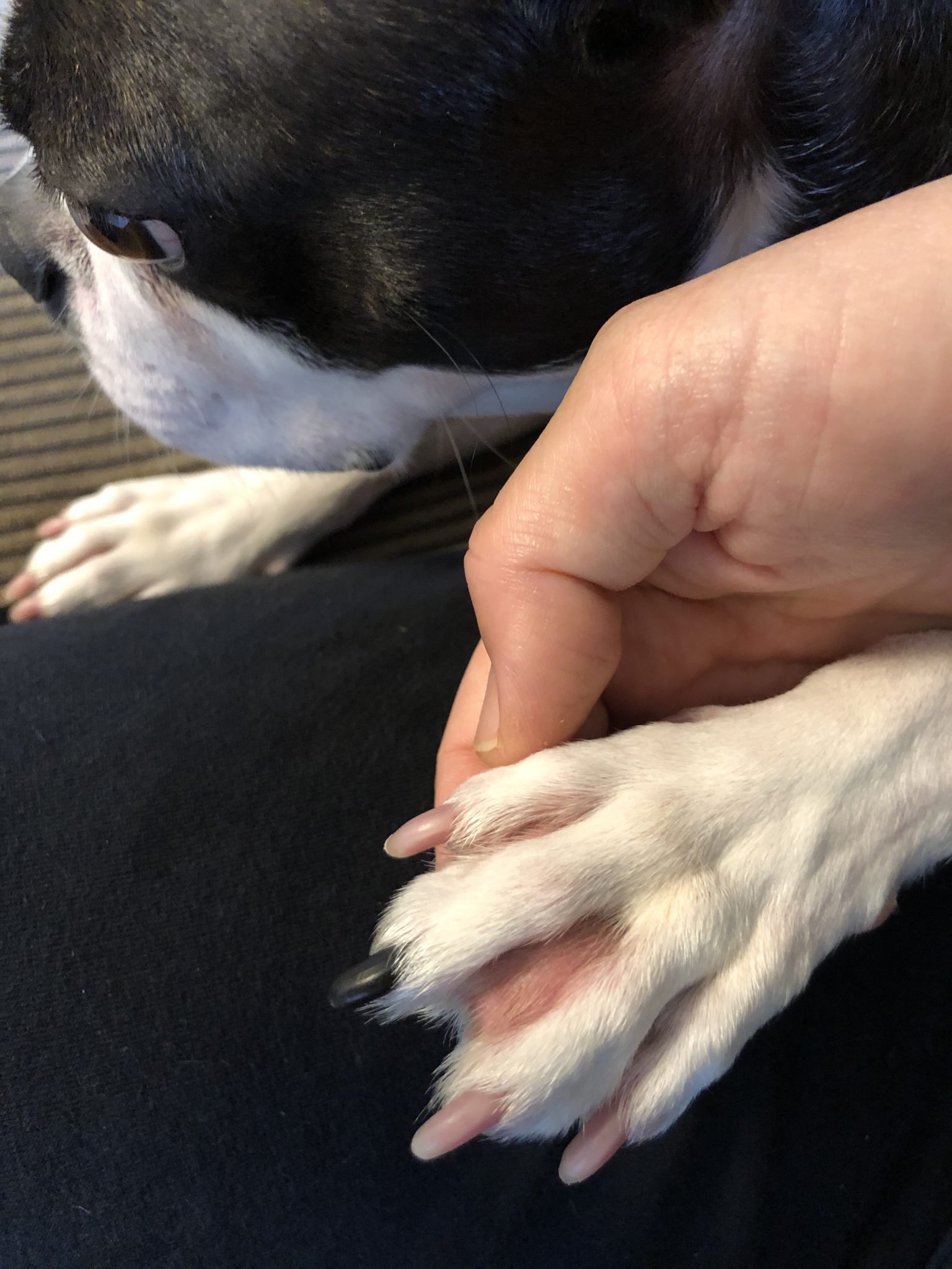 犬の足の火傷