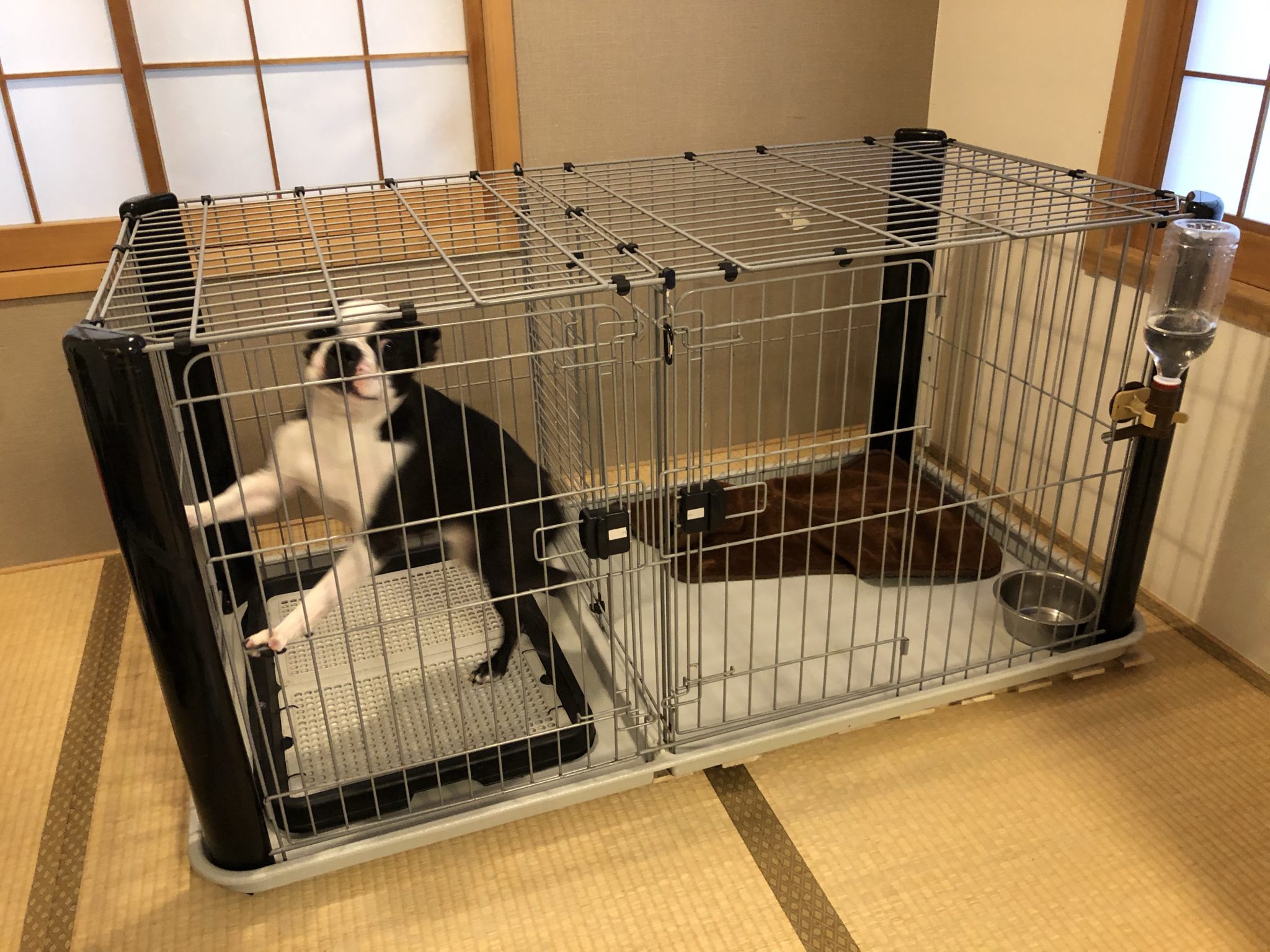 おすすめ犬用ケージを4年使ってレビュー！犬のおうちに求める条件とは？ お得な情報や便利な技を。