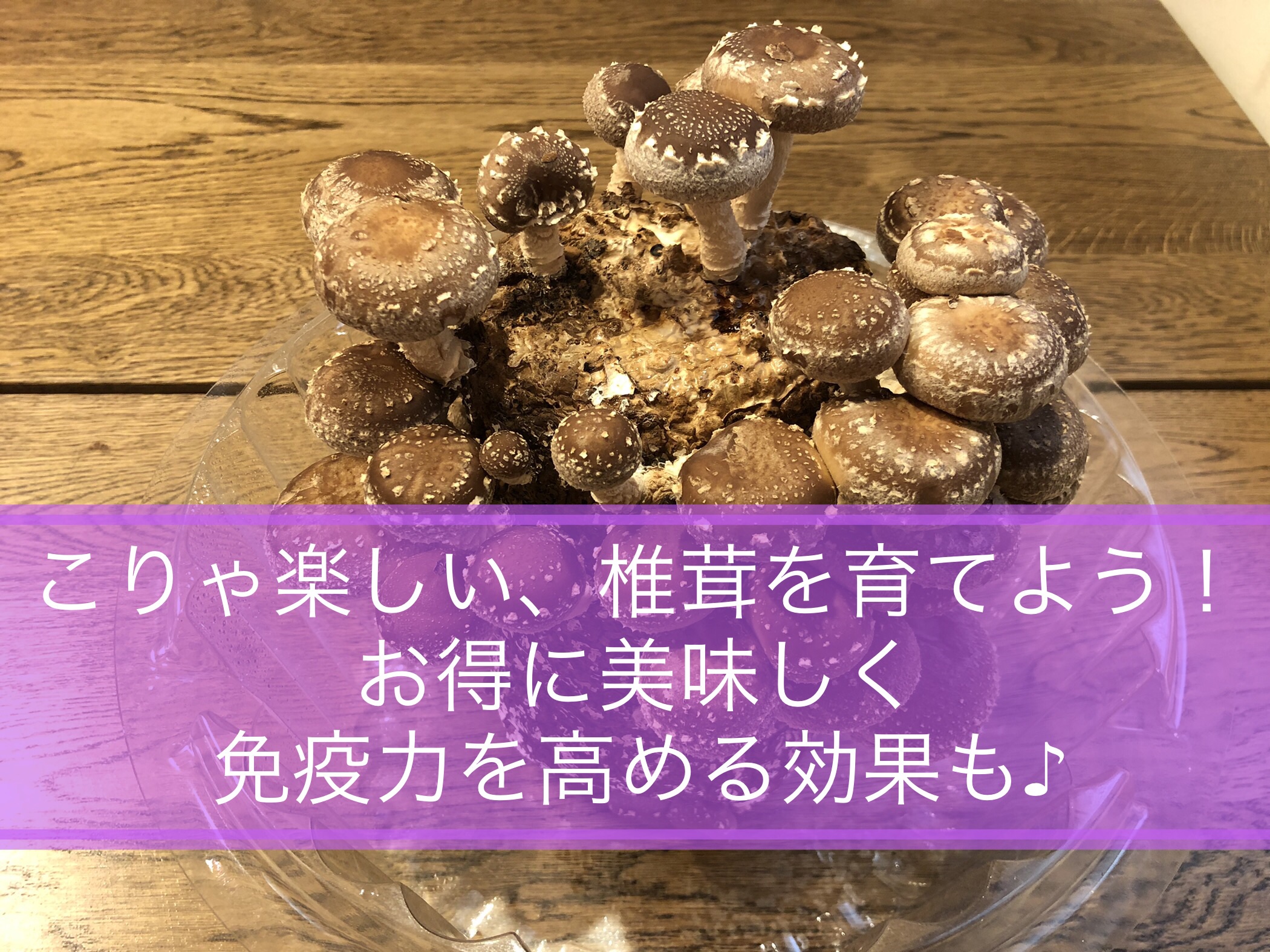 しいたけ農園アイキャッチ