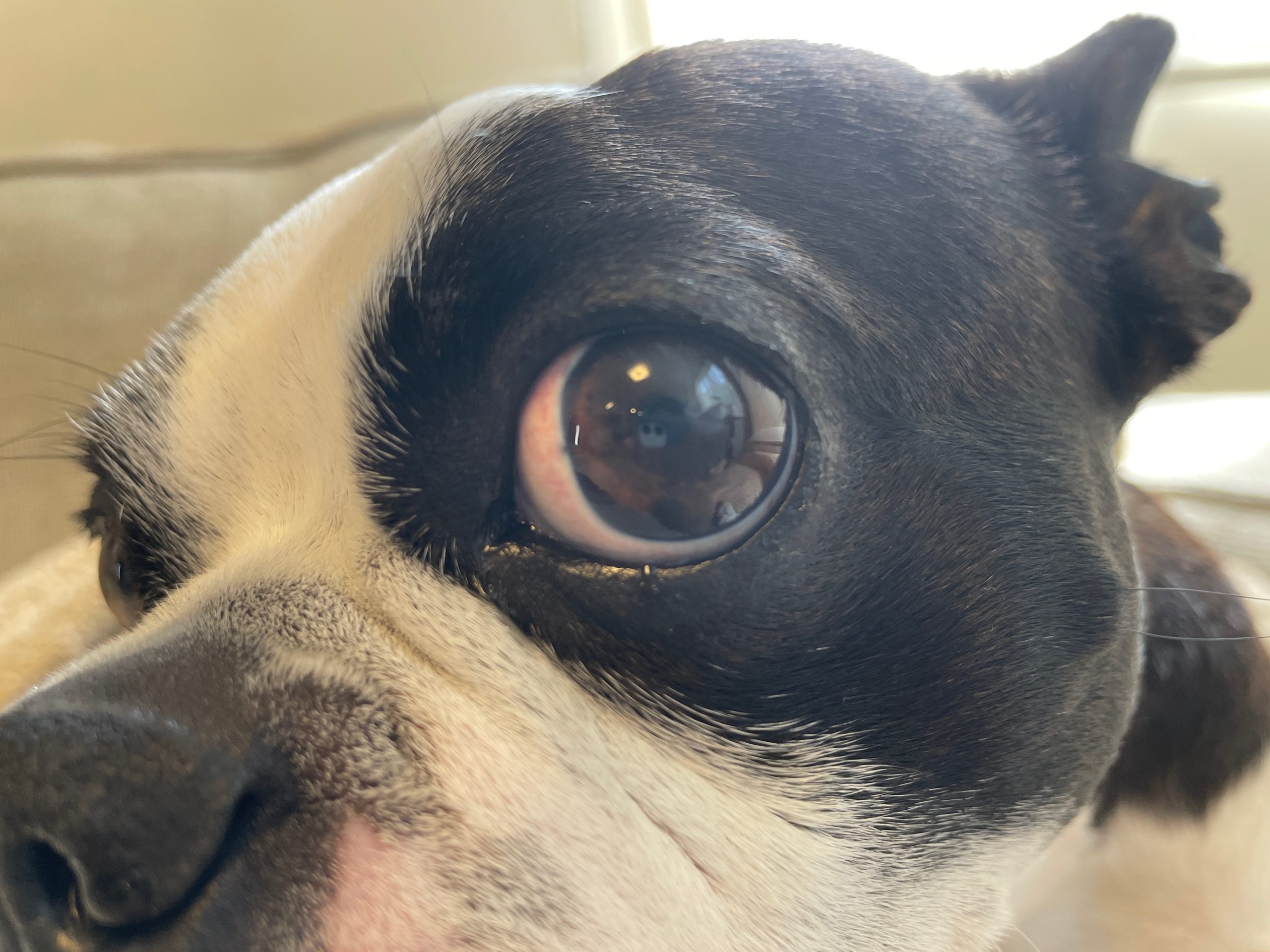 犬猫用おすすめ目薬5選｜ペットの目の健康を守る市販薬ガイド